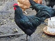 Grajewo ogłoszenia: Sprzedam koguty rasy Australorp, bardzo duże .z tego roku. - zdjęcie
