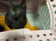 Grajewo ogłoszenia: Oddam urocze młode kotki 2,5 mies. (rodzeństwo kotek i kotka) po... - zdjęcie